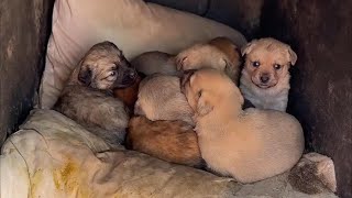 Bir Anne Köpeğin Yalvarışı ve Kalbimi Çalan Küçük Yavrular