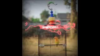 story wa lovebird lutino mm #corona_projects