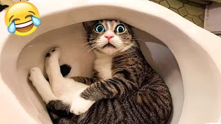 Try Not To Laugh  New Funny Cats and Dogs Videos  Part 2