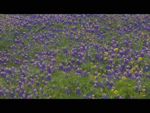 Vídeo: Els cérvols mengen bluebonnets de Texas?