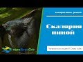 Настоящие скалярии "Пиной"