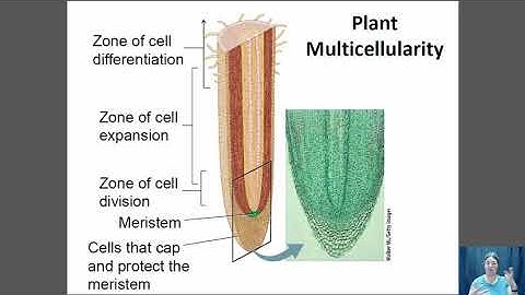 Multicellularity