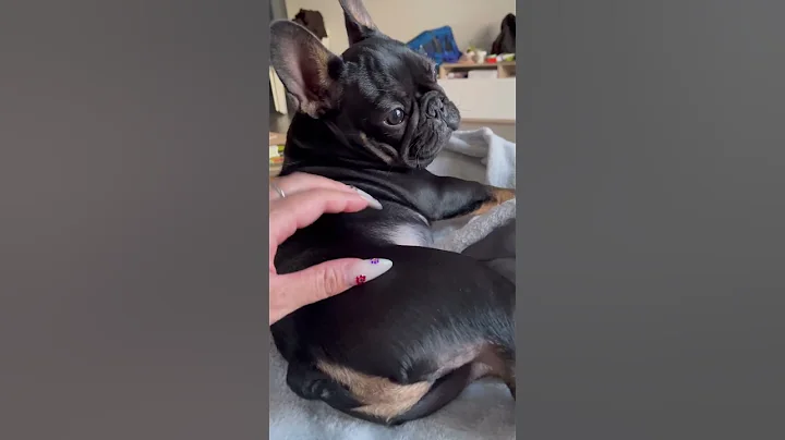 Frenchie is SHOCKED by his own farts 🍑💨 #frenchie #frenchbulldog #puppy #fart #funnydogs #funny