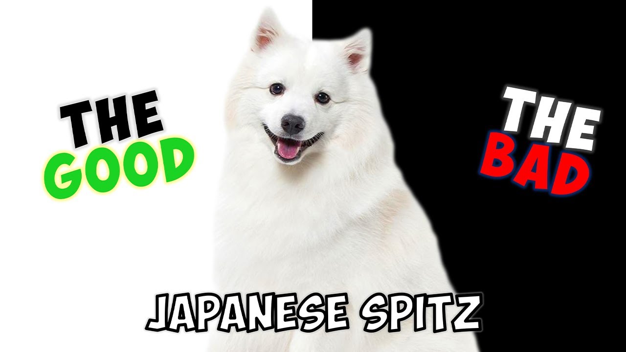 JAPANESE SPITZ   PROS  CONS