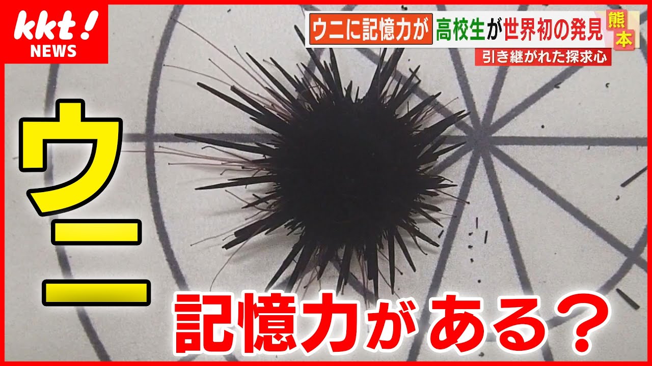 ウニに記憶力!?】高校の生物部が世界初の発見 その内容とは？ - YouTube
