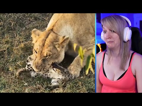 15 Times Predators Hunt Young Animals Part 2 | Pets House