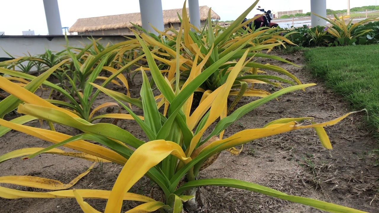 Siembra y cuidado en el jardín del edificio de Marina Puerto Velero.