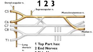 Upper Limb and Brachial Plexus