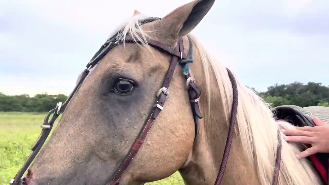 PEGANDO UMA VACA EM LOIRAO