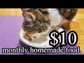 How to make Homemade Cat Healthy FOOD Monthly under $10