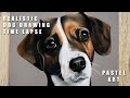 Jack Russell x King Charles Spaniel | PASTEL DRAWING TIME-LAPSE