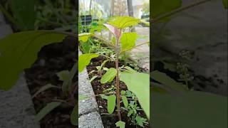 wild spinachvegetables