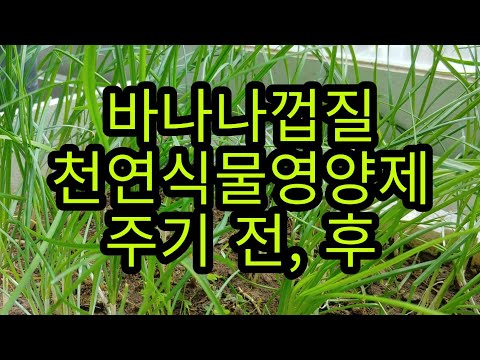 [부추기르기] 바나나 껍질  식물영양제 주기 전과 후