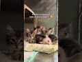Please help me😔🙏💔 #catshelter  #catsoftiktok #airpodbags #animalrescue #smallbusiness #cats #fyp