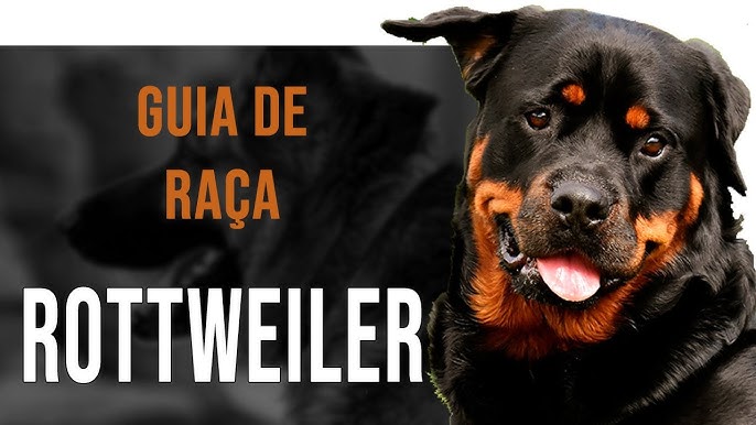 Guia completo do pastor inglês: 6 fatos obrigatórios - raças de cães  perfeitos - Raças