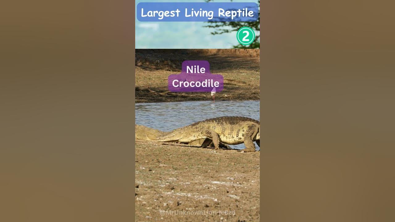 the-largest-living-reptile-exploring-the-world-of-the-saltwater