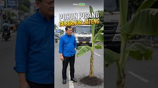 Banana Tree Of The Governor Of Central Java