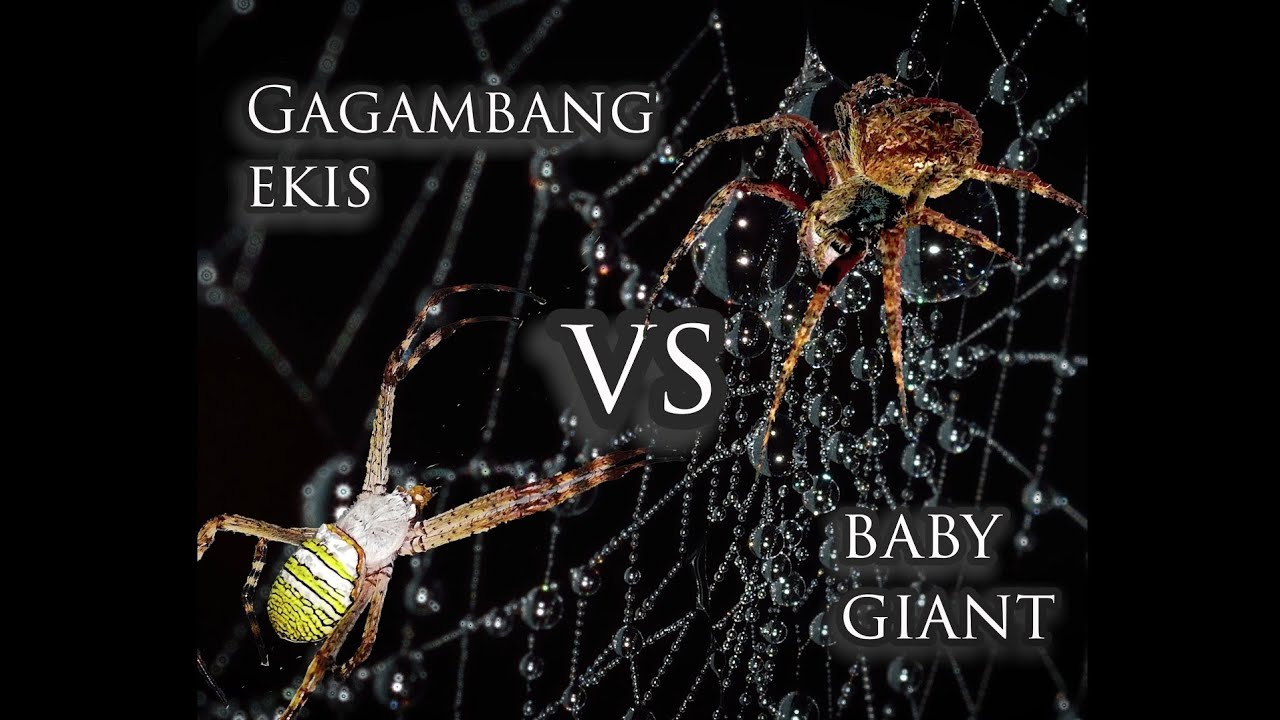 How do spiders fight? X spider vs baby giant. 