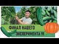 Результат нашего эксперимента с огурцом на подвое ! #агробизнес #тепличныйбизнес #огурцы #полеводтв