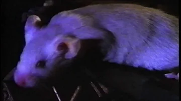 Front 242 - Rhythm Of Time [HQ]