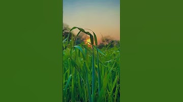 Best nature whatsapp status||village nature|| video #shorts #nature #viral #trending