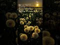 Dandelions Lyrics Edited by Ruth B. ๐ถ | Short & Sweet