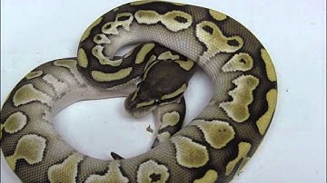 Baby Butter Ball Pythons