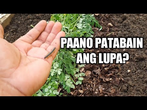 Video: Paano Mag-imbak ng Keso: 8 Hakbang (na may Mga Larawan)
