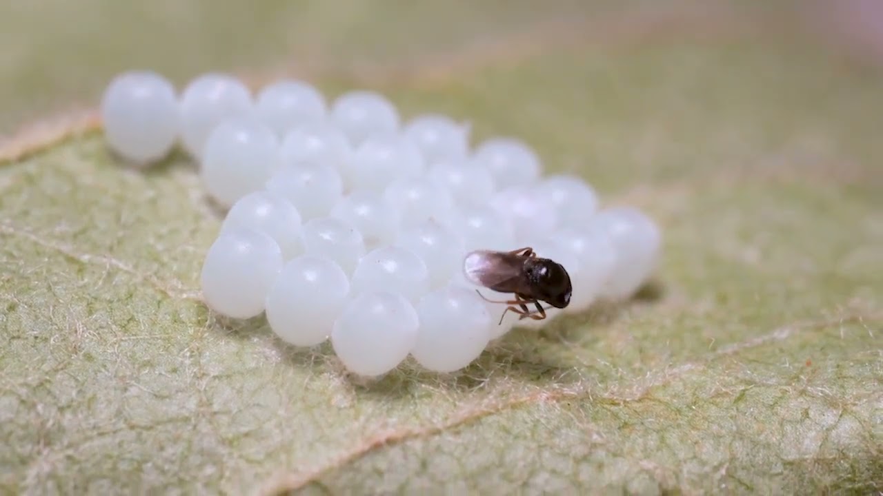 Natural Enemies Roundup (No Sound)