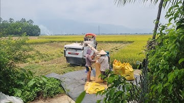 Mùa Gặt Mới Bắt Đầu Trên Cánh Đồng Trà Ly 2025