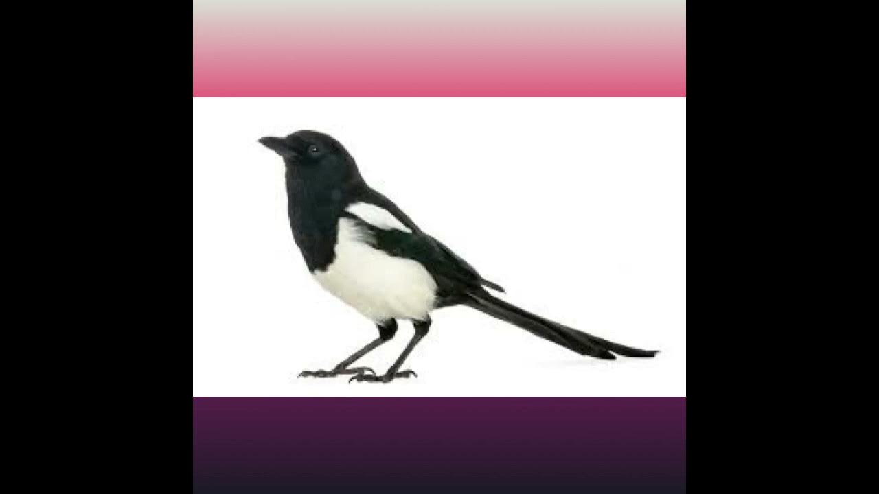 На что похожа сорока. Сорока гуашью. На что похожа сорока. Сорока краткое описание. Сорока.