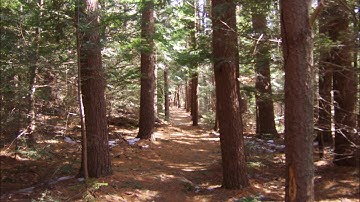 Improvisation #83 for Poly Evolver Keyboard and Prophet 