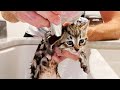 Foster Kittens Get EMERGENCY First Bath