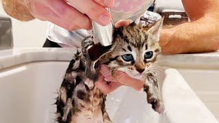 Foster Kittens Get EMERGENCY First Bath