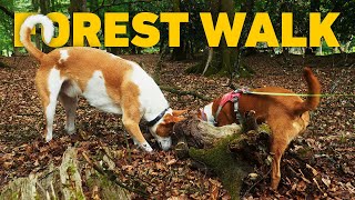 🎹 🔴 TV For Dogs To Watch 24/7 ☀️ Sunny Dog Walk through Ancient Woodland 🌲 Classical Piano Music