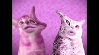 Respondview 2 Numa Cat