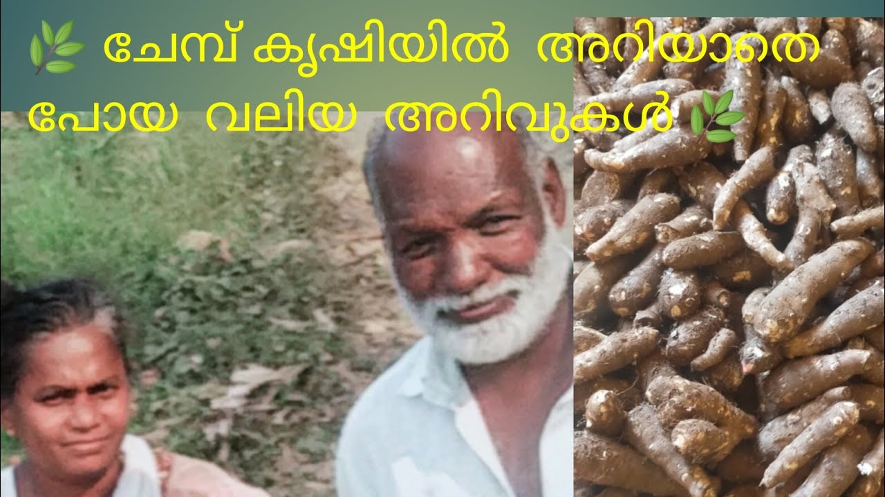 🌿 ചേമ്പ്കൃഷിയിൽ അറിയാതെ  പോയ വലിയവലിയ  അറിവുകൾ 🌿
