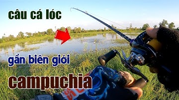Câu Lure Cá Lóc ● Hành Trình Câu Cá Lóc Gần Biên Giới / Campuchia | Tâm Râu Vlog #193