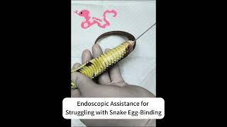 The Magic of Veterinary Endoscopes | 233 Veterinary