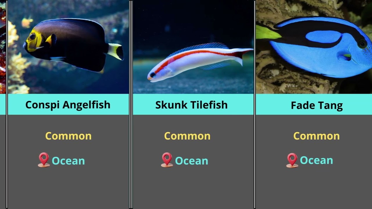 Common Fish Guide | Real-Life Analogs