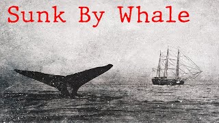 Whaleship Essex   The Story That Inspired Moby Dick