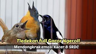 TLEDEKAN GUNUNG FULL GACOR NGEROL ATASI SRDC DAN KACER SUSAH ON