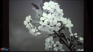 OM interactive Mobii Magic Surface Interactive Table/Floor System - Mobii Bees and Blossom