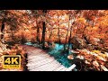 11 HRS Incredible Fall Foliage - Best 4K Autumn Nature Scenes from Around the World + Calming Music