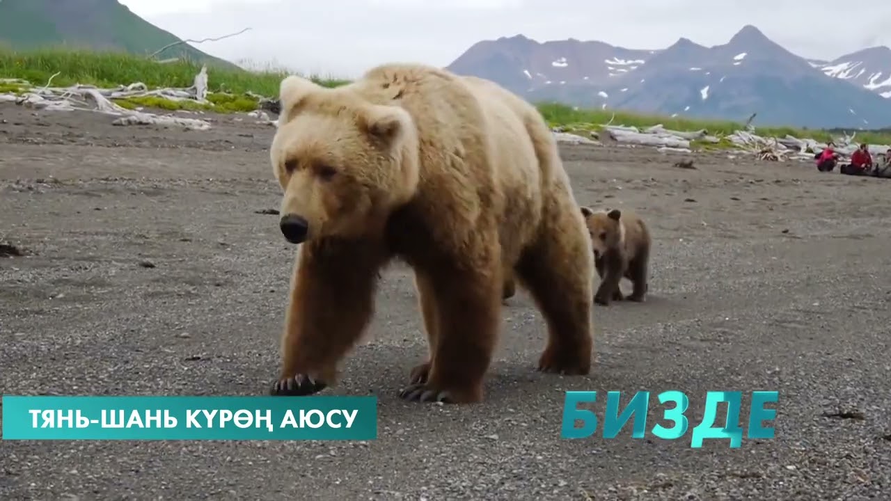 ТЯНЬ-ШАНЬ КҮРӨҢ АЮСУ