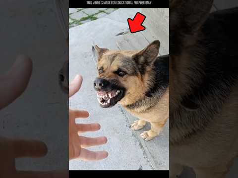 MAD ELEPHANT ๐ฑ๐ฑ #shortsfeed