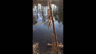 The Death Of Louisa Bissinger