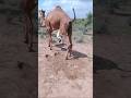سيدي ما أجملنا وكيف تسير الرحلة في نزل ثار