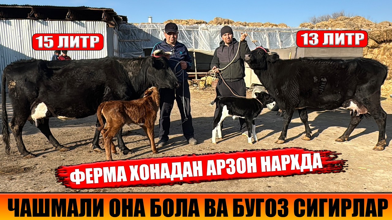 ЧАШМАЛИ ОНА БОЛА ВА БУГОЗ СИГИРЛАР АРЗОН НАРХДА ФЕРМА ХОНАДА 06-03-2026