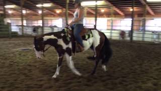 Sherlock - 2yr old APHA gelding by Only Krymsun